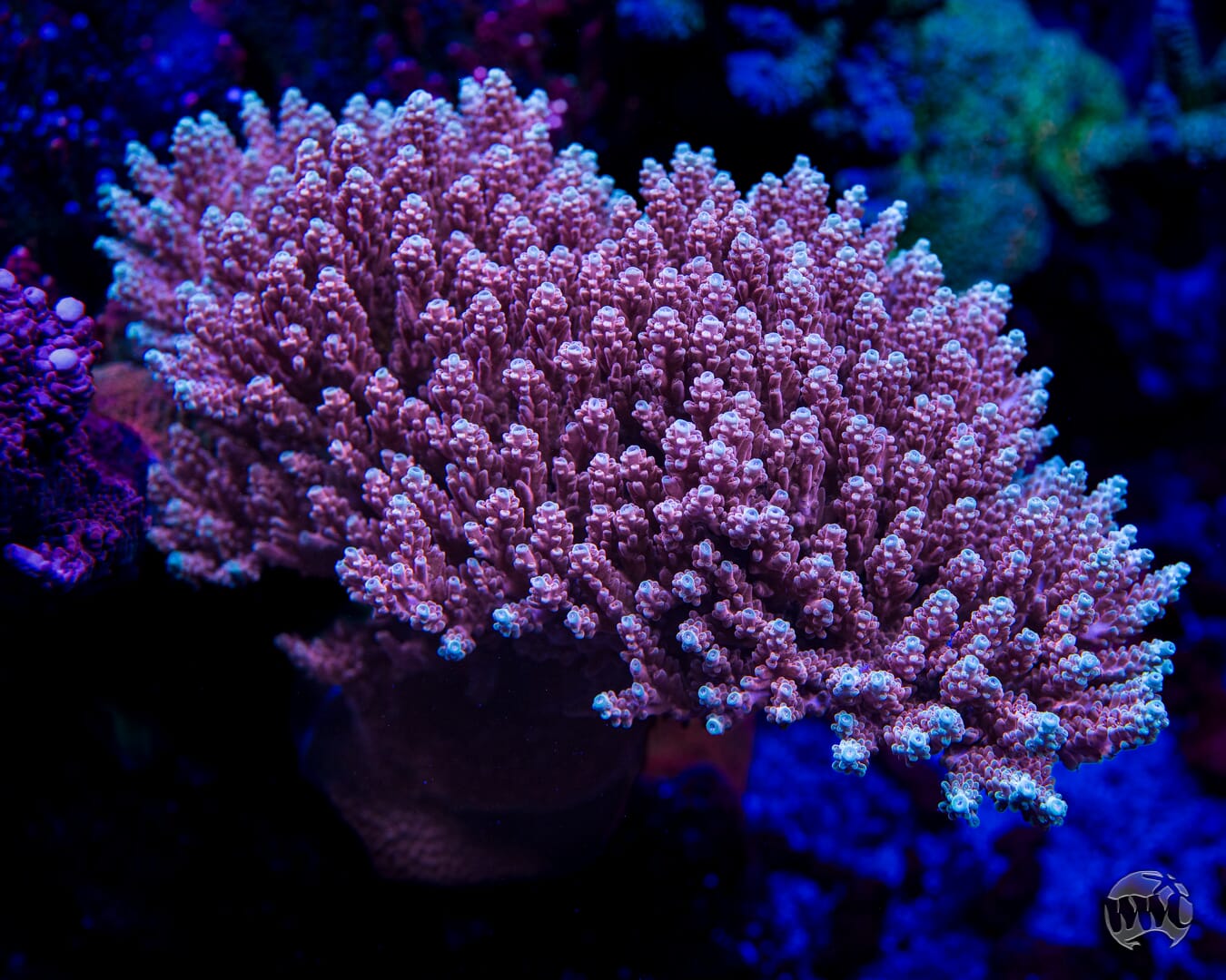 WWC Inner Planet Acropora - Mother Colony Photo