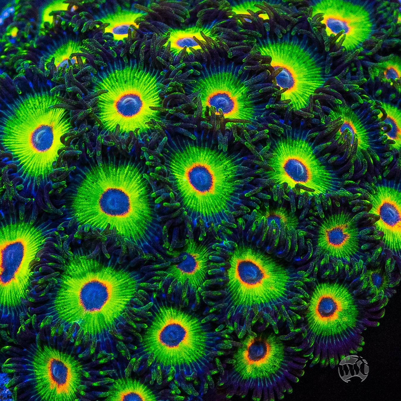 WWC Island Time Zoanthids