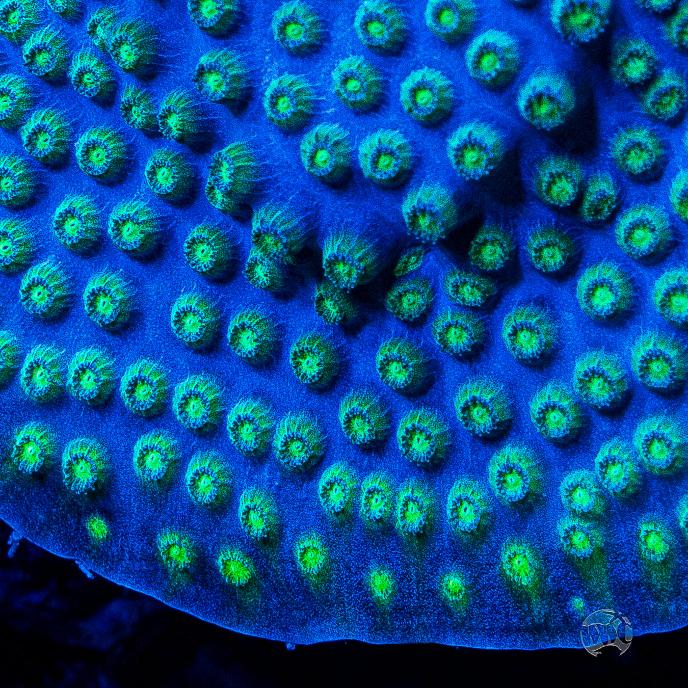 WWC Islands Cyphastrea