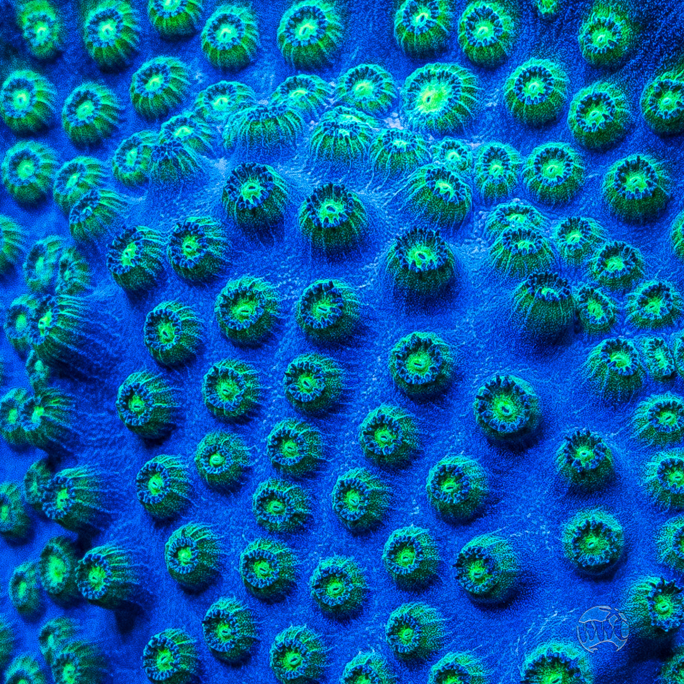 WWC Islands Cyphastrea