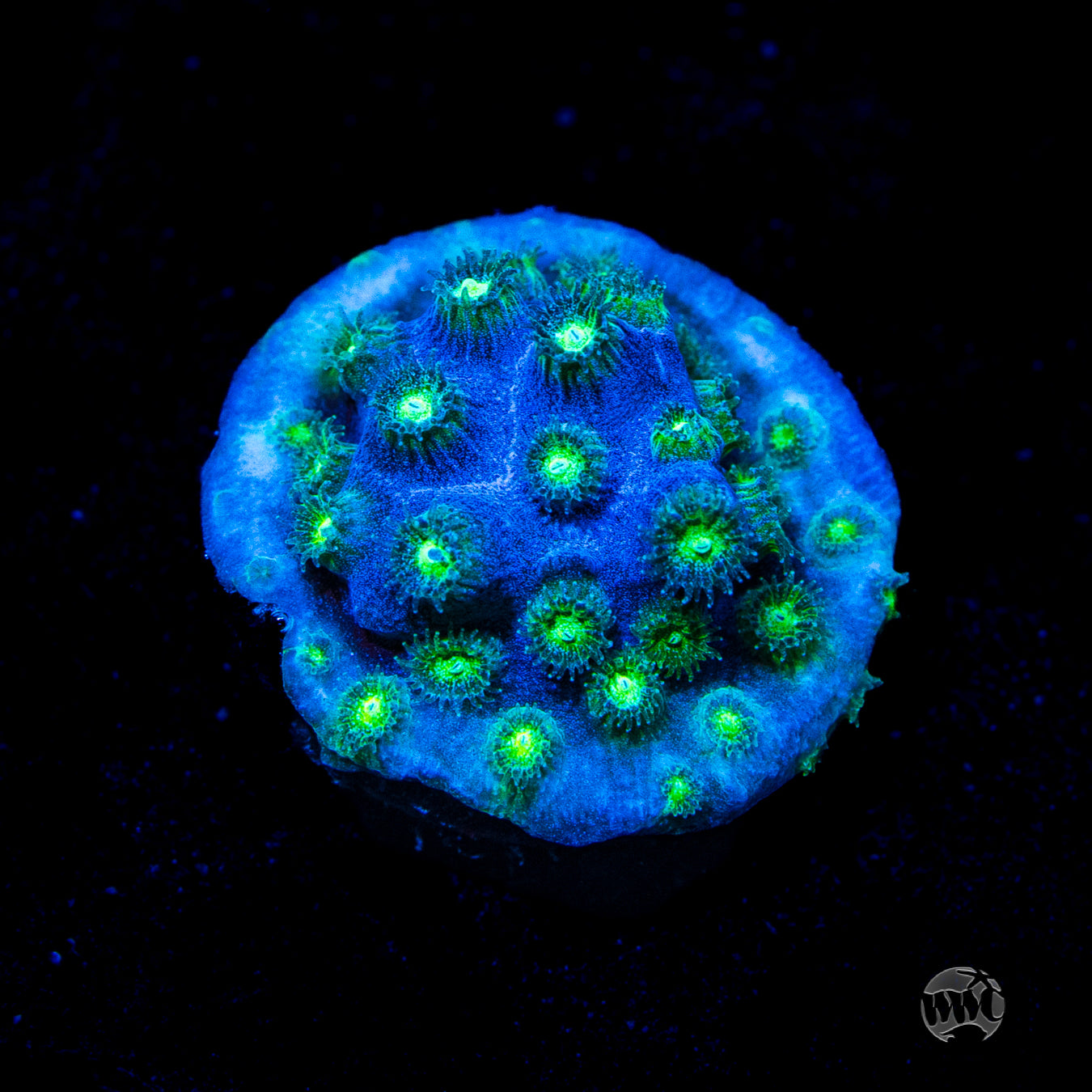 WWC Islands Cyphastrea