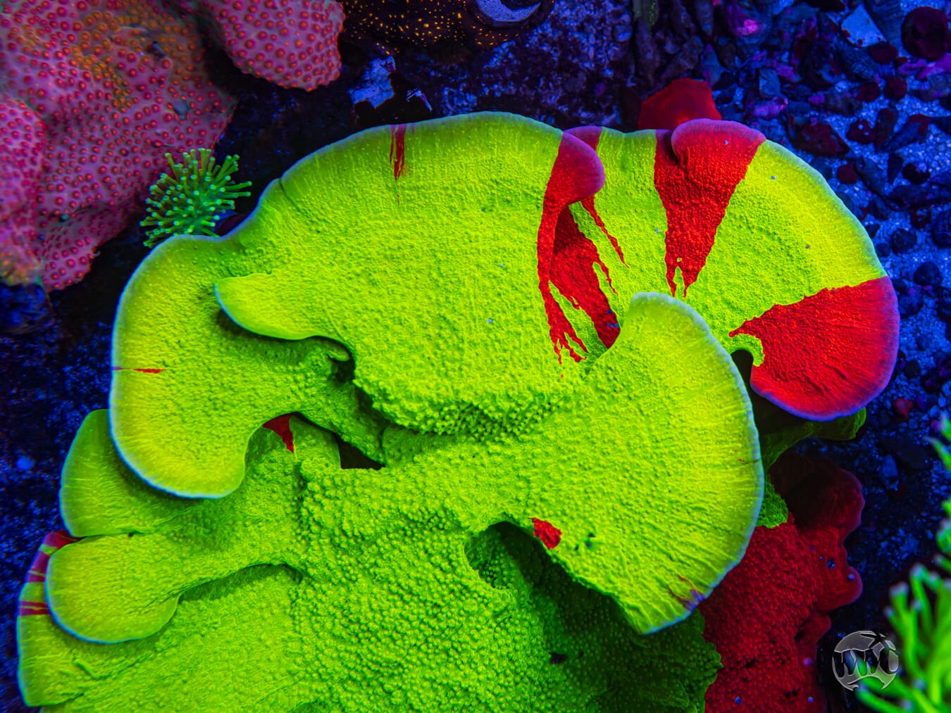 WWC Jaw Breaker Grafted Montipora - Mother Colony Photo