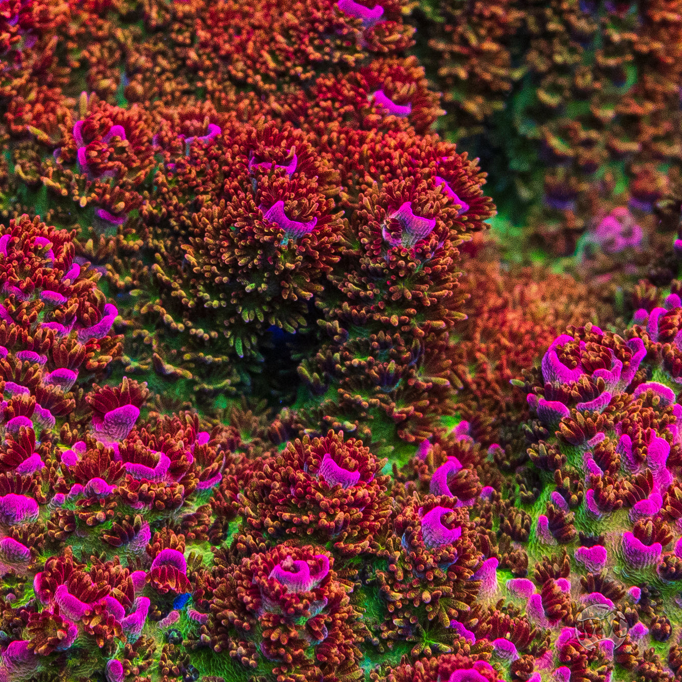 WWC Jello Shot Acropora