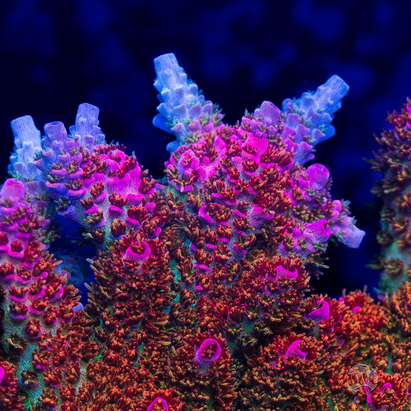 WWC Jello Shot Acropora