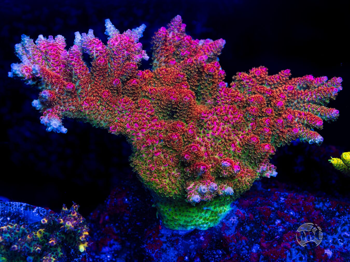 WWC Jello Shot Acropora - Mother Colony