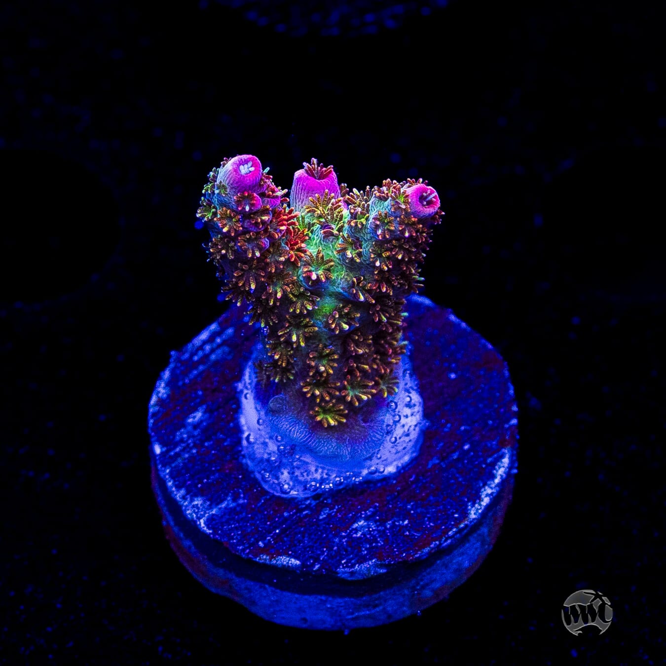 WWC Jello Shot Acropora