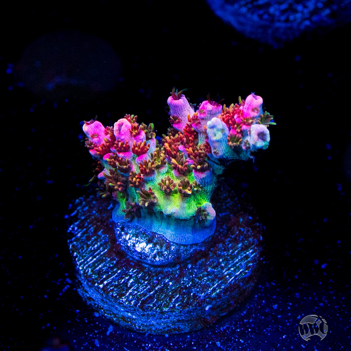 WWC Jello Shot Acropora