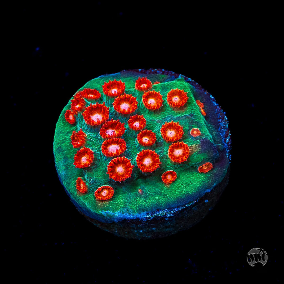 WWC Jingle Bells Cyphastrea Coral