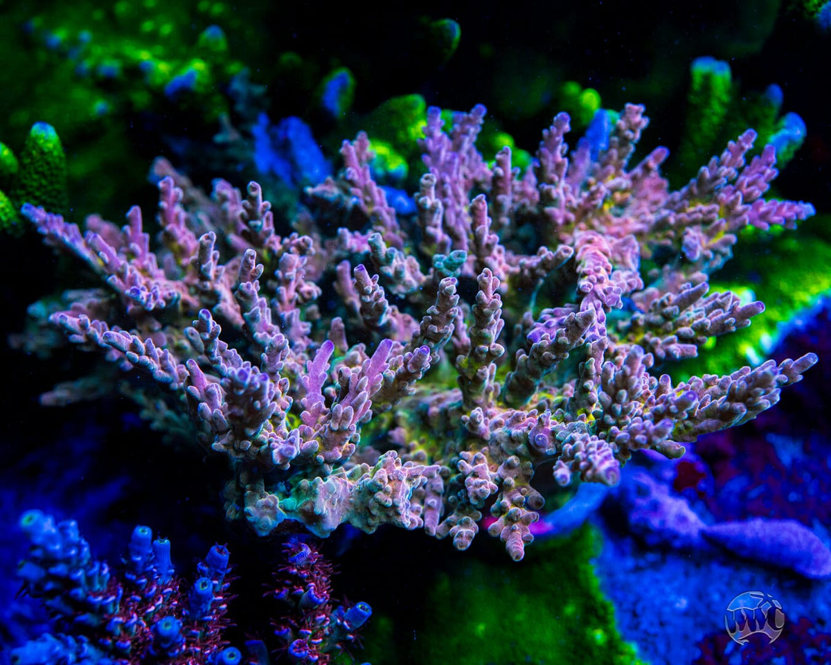 WWC Joe Dirte Acropora - Mother Colony Photo