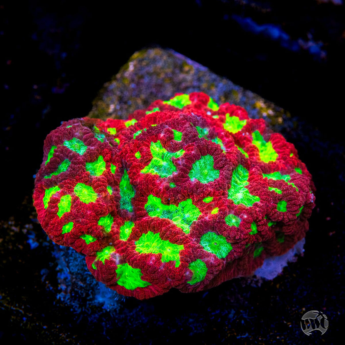 WWC Jolly Rancher Favites - Mother Colony Photo
