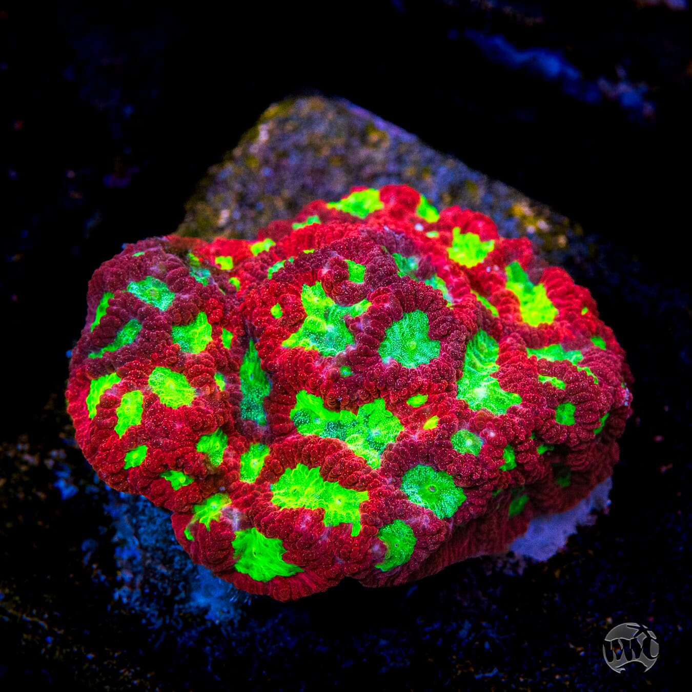 WWC Jolly Rancher Favites - Mother Colony Photo