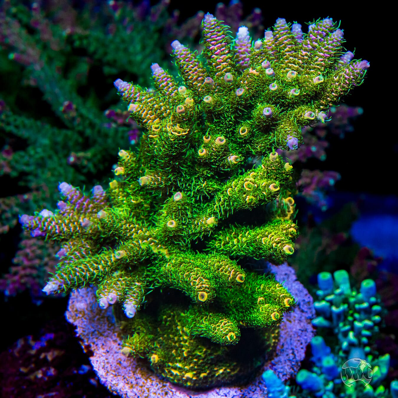 WWC Kentucky Jesus Mille Acropora - Mother Colony