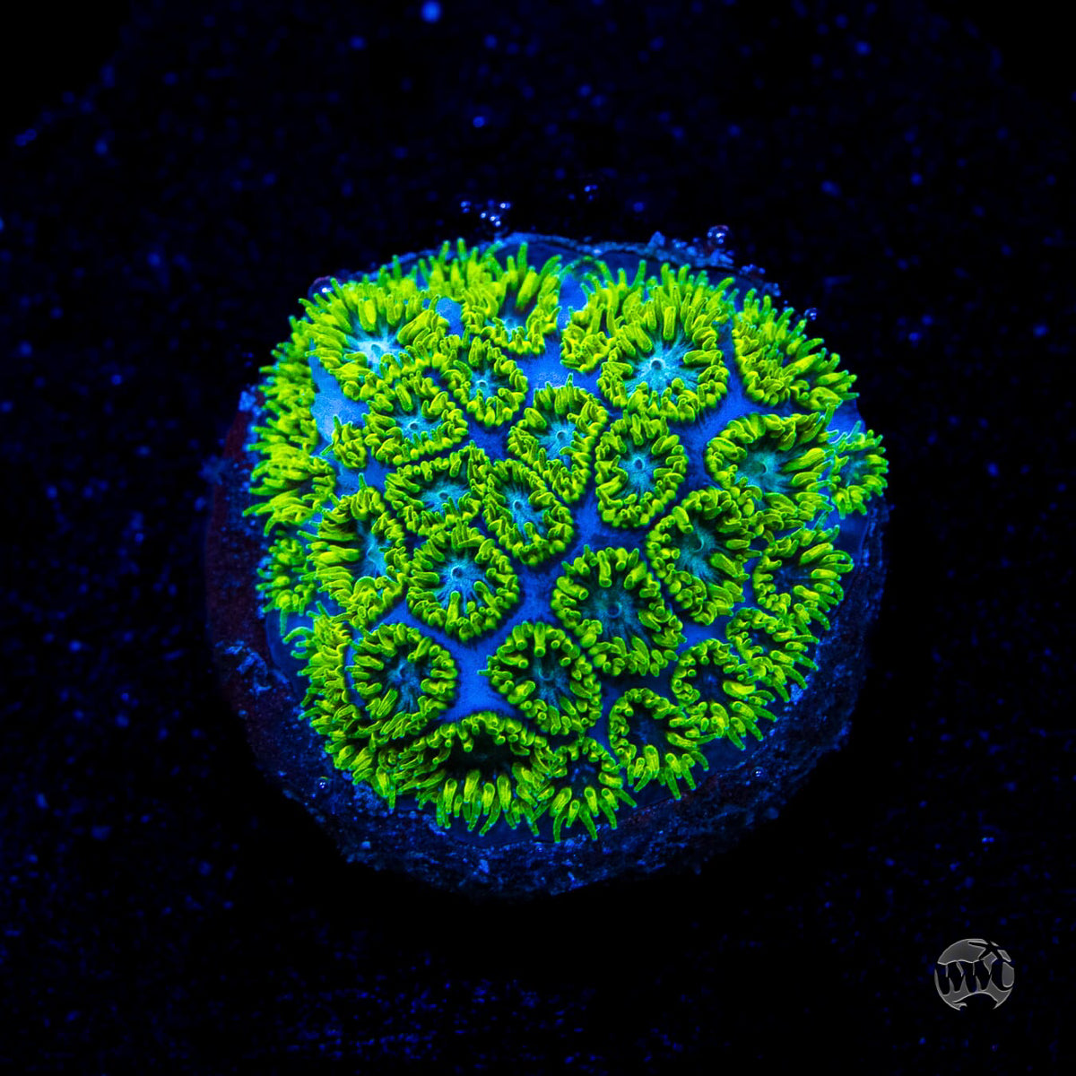 WWC Kermit The Frog Leptastrea Coral