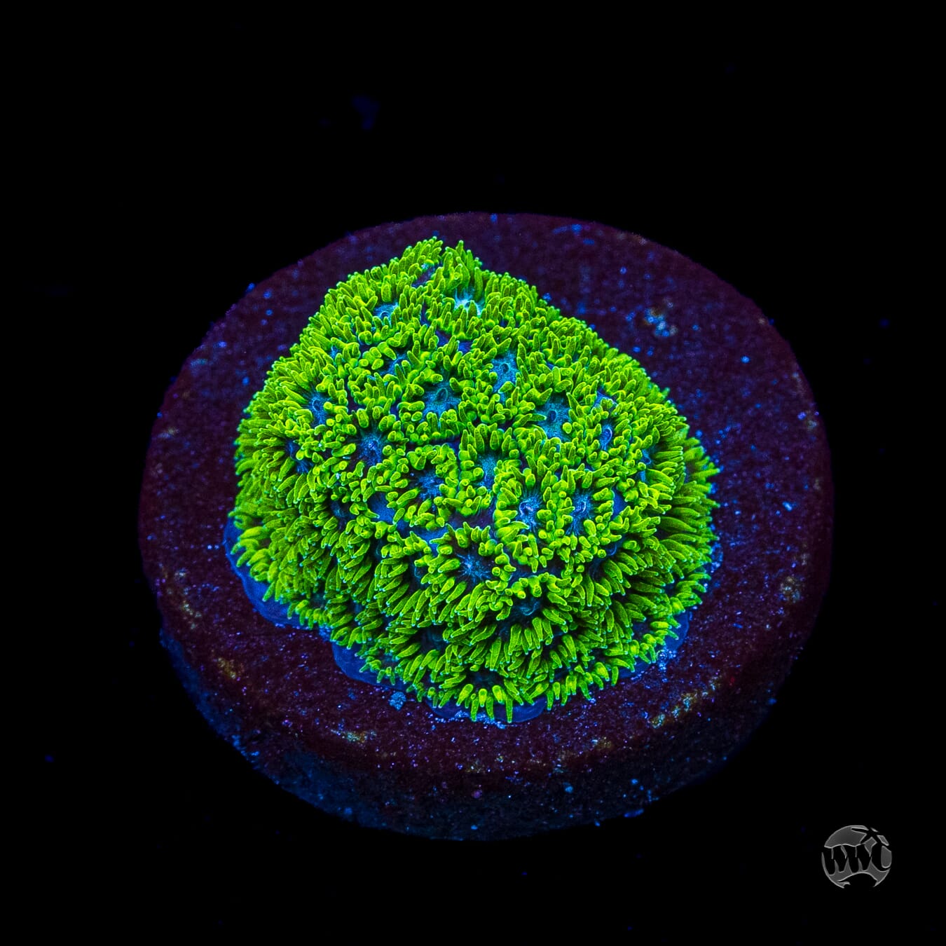 WWC Kermit The Frog Leptastrea Coral