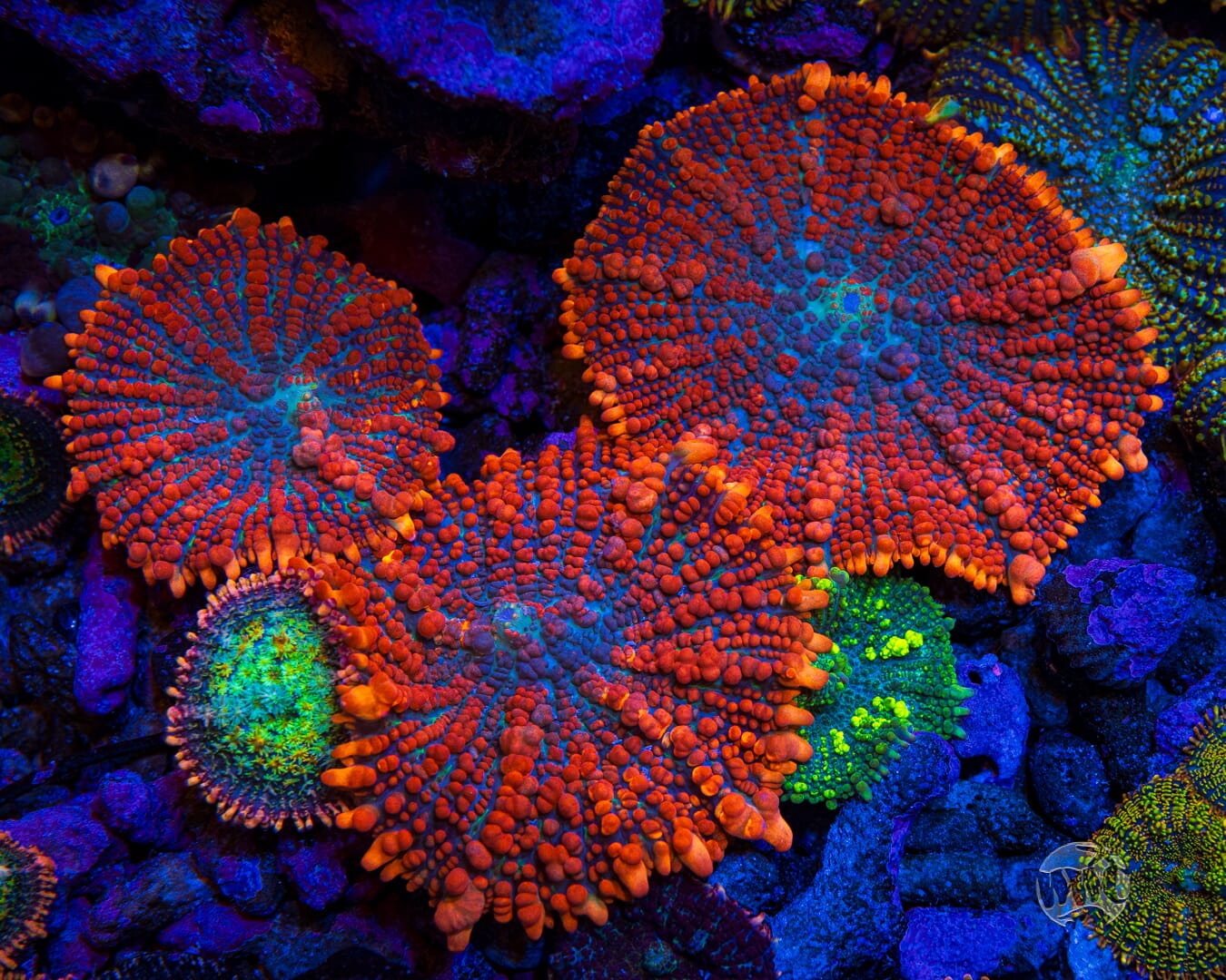 WWC King Julius Rhodactis Mushroom - Mother Colony