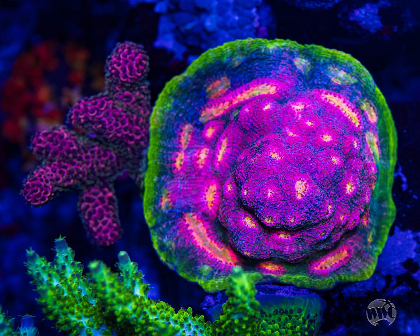 WWC Kingpin Chalice - Mother Colony