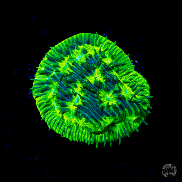 WWC-Kiwi-Lithophyllon-