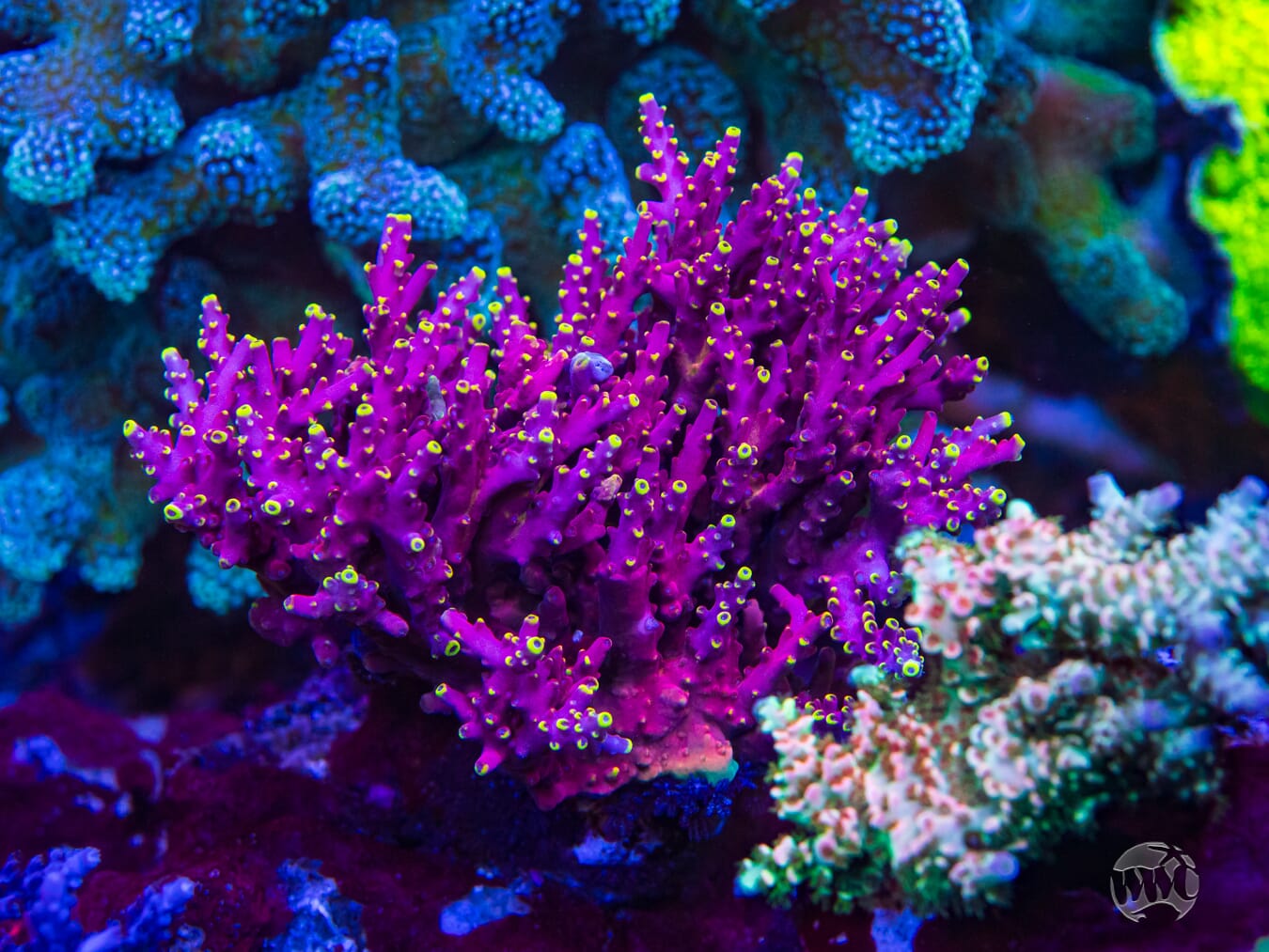 WWC Kobe Bean Acropora - Mother Colony Photo