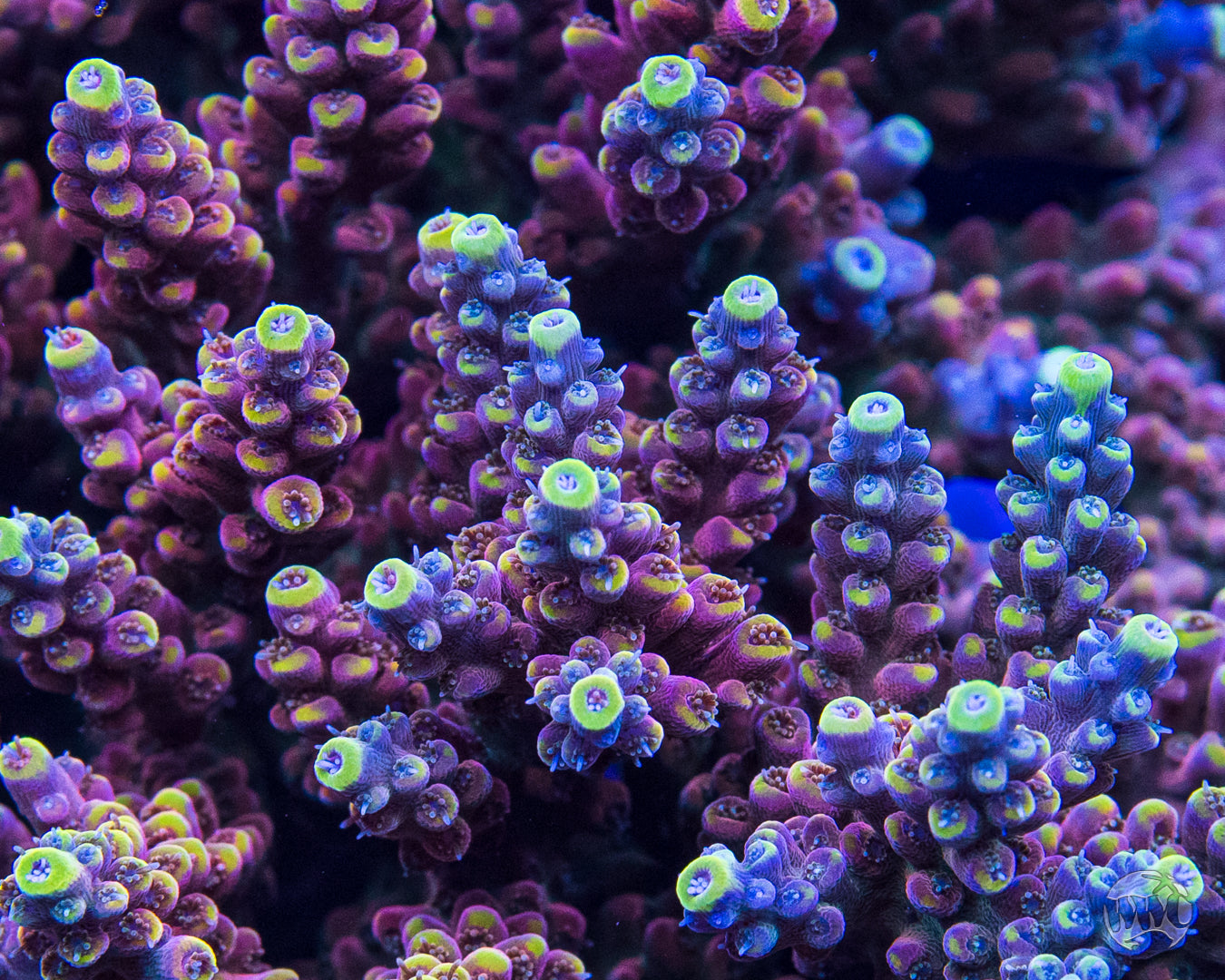 WWC Lady Liberty Acropora