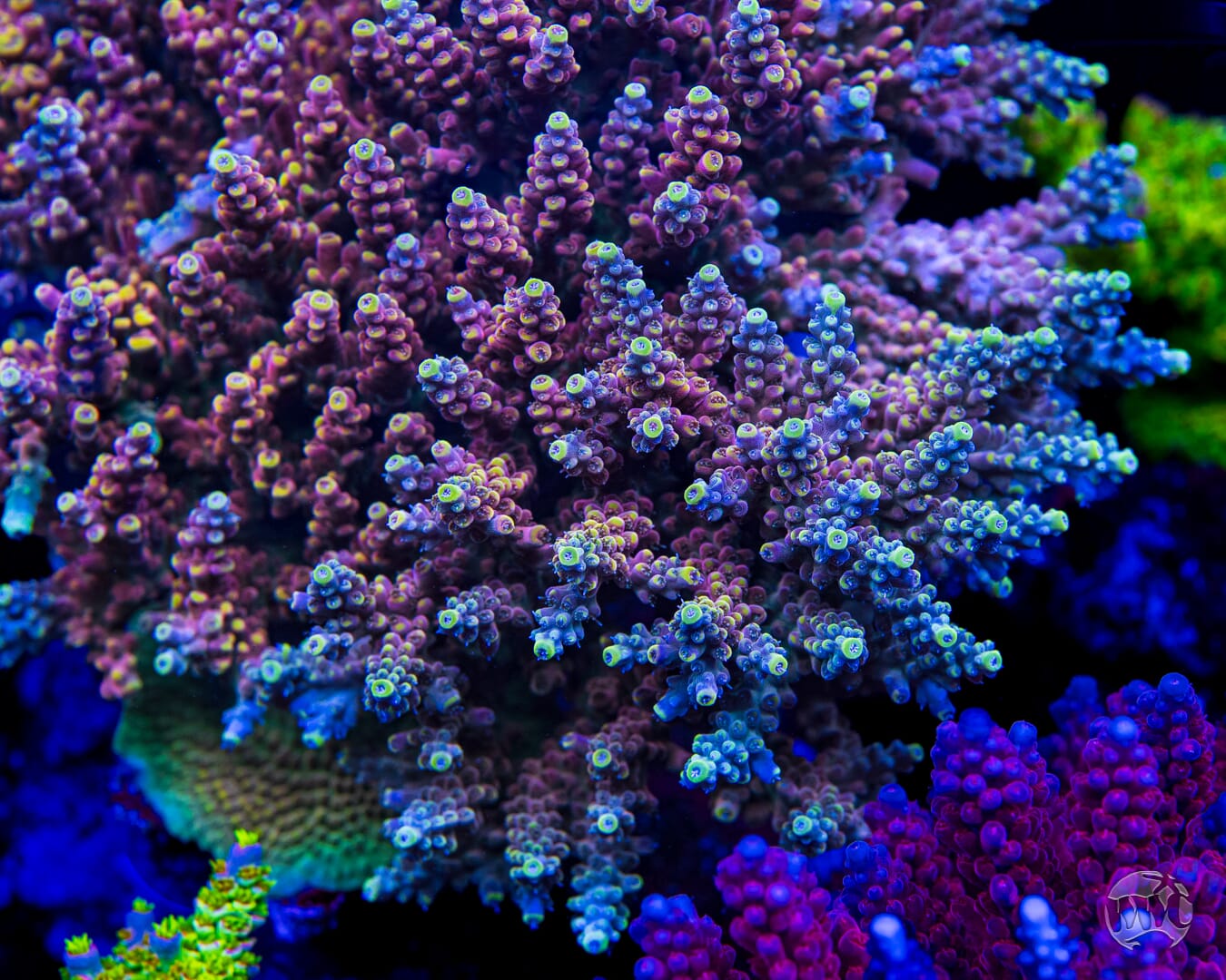 WWC Lady Liberty Acropora - Mother Colony Photo