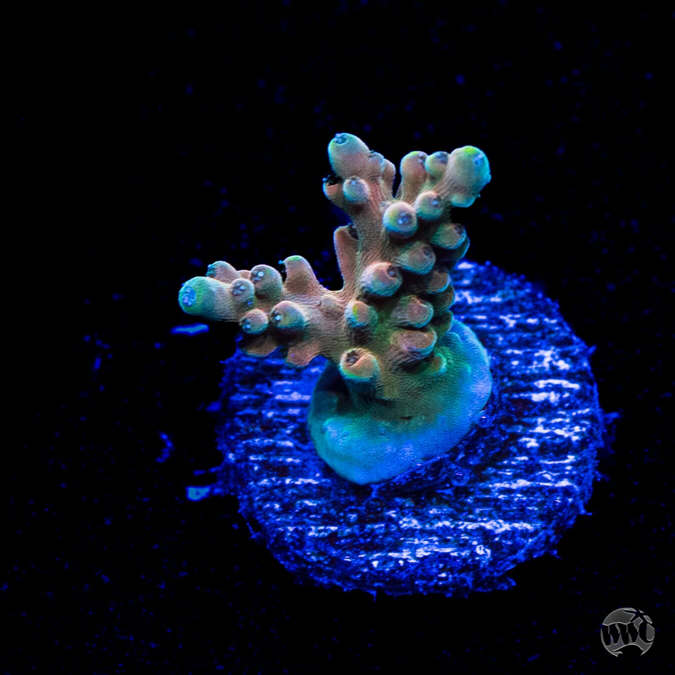 WWC Lady Liberty Acropora