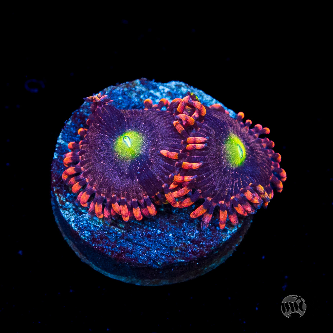 WWC Laffy Taffy Zoanthids