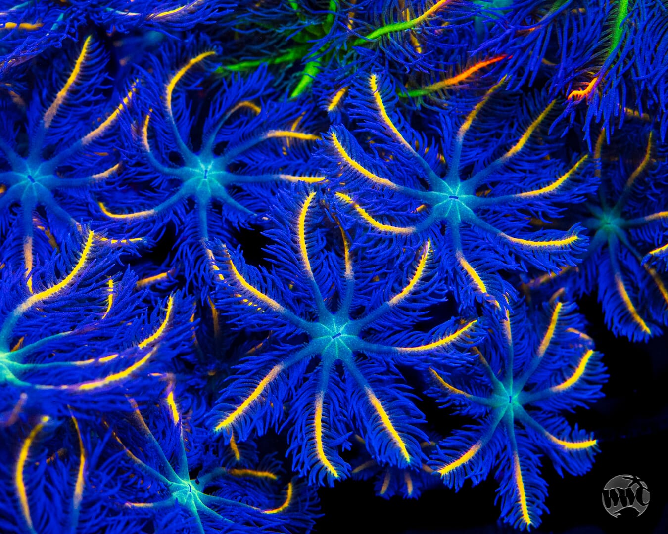 WWC Lemon Tipped Clove Polyps - Mother Colony