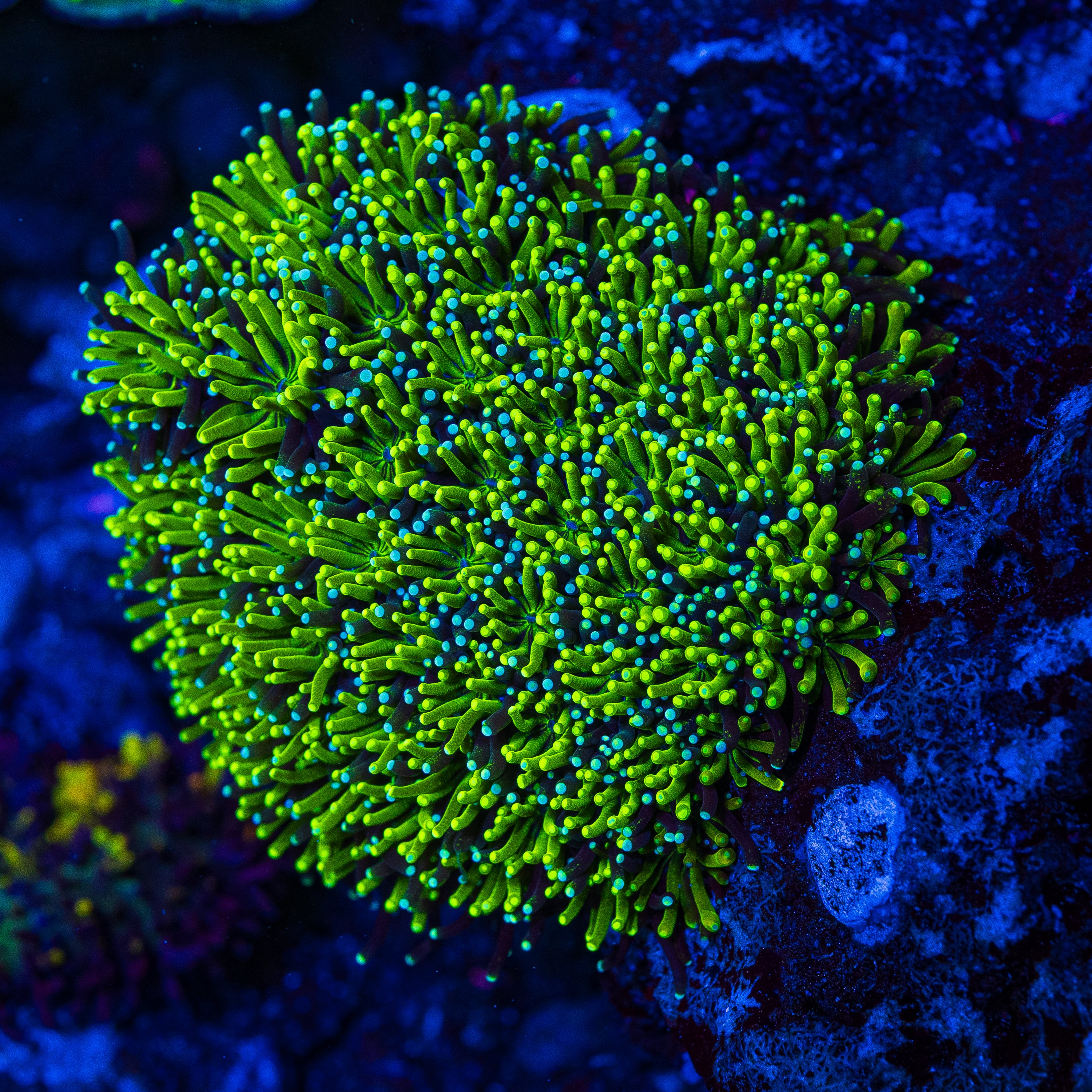 WWC Lemonade Galaxea Coral