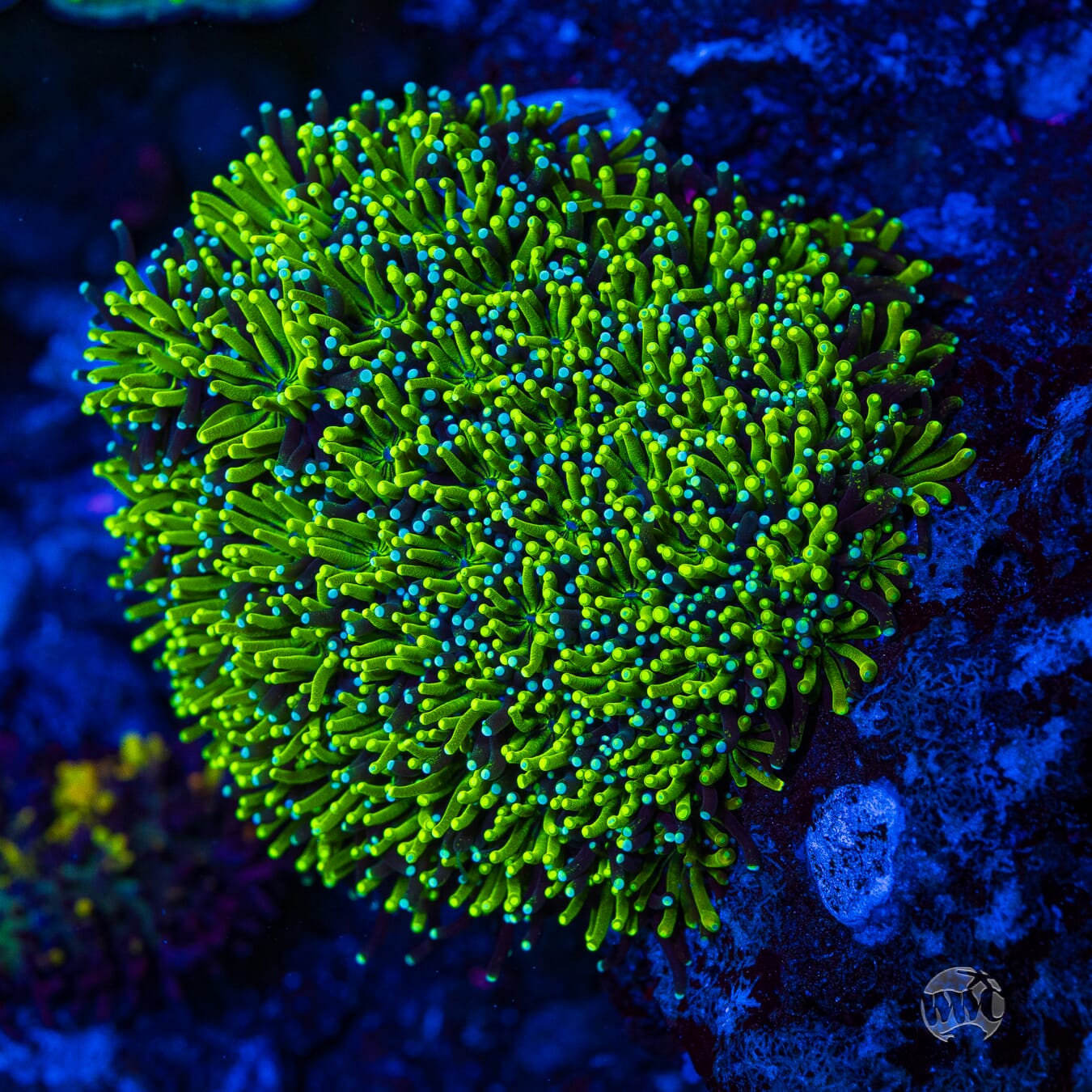 WWC Lemonade Galaxea - Mother Colony Photo
