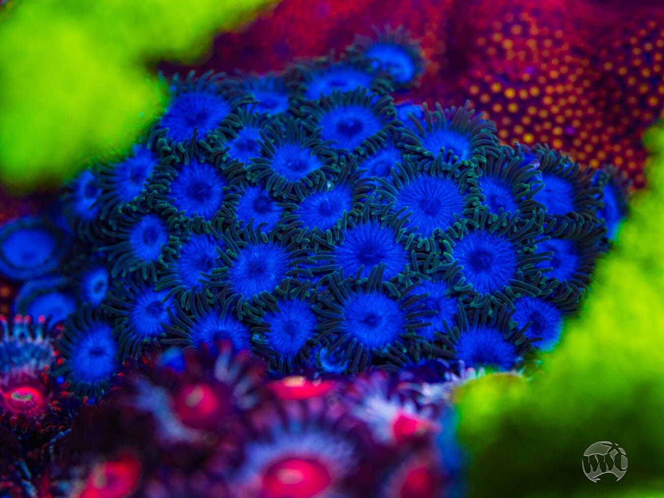 WWC Lich King Zoanthids - Mother Colony Photo