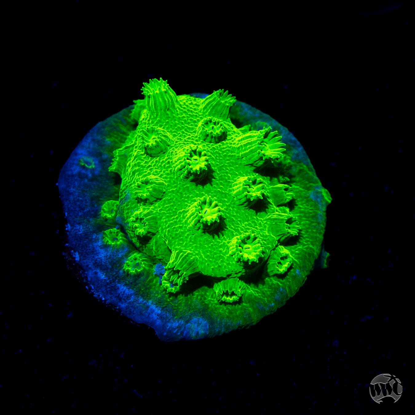 WWC Lime Green Cyphastrea Coral