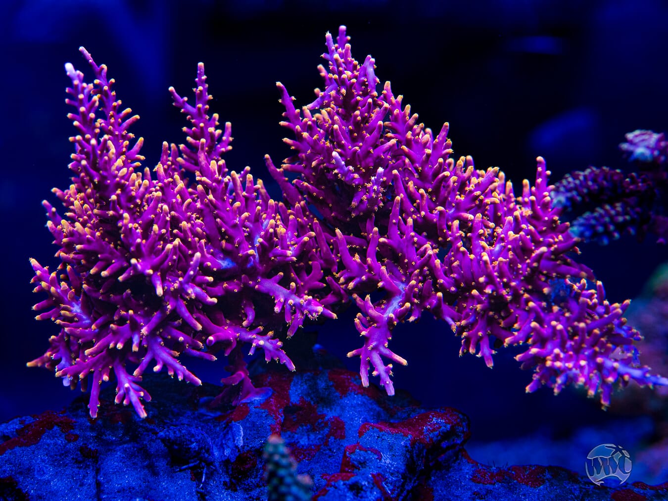 WWC Little Red Ferrari Acropora - Mother Colony Photo