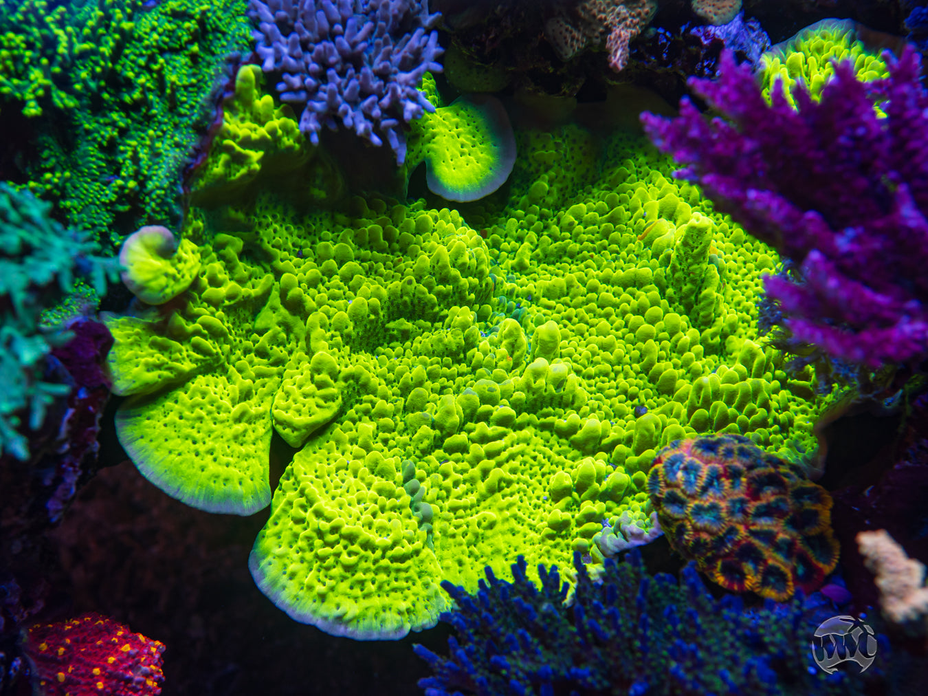 WWC Lucky Charms Montipora Coral