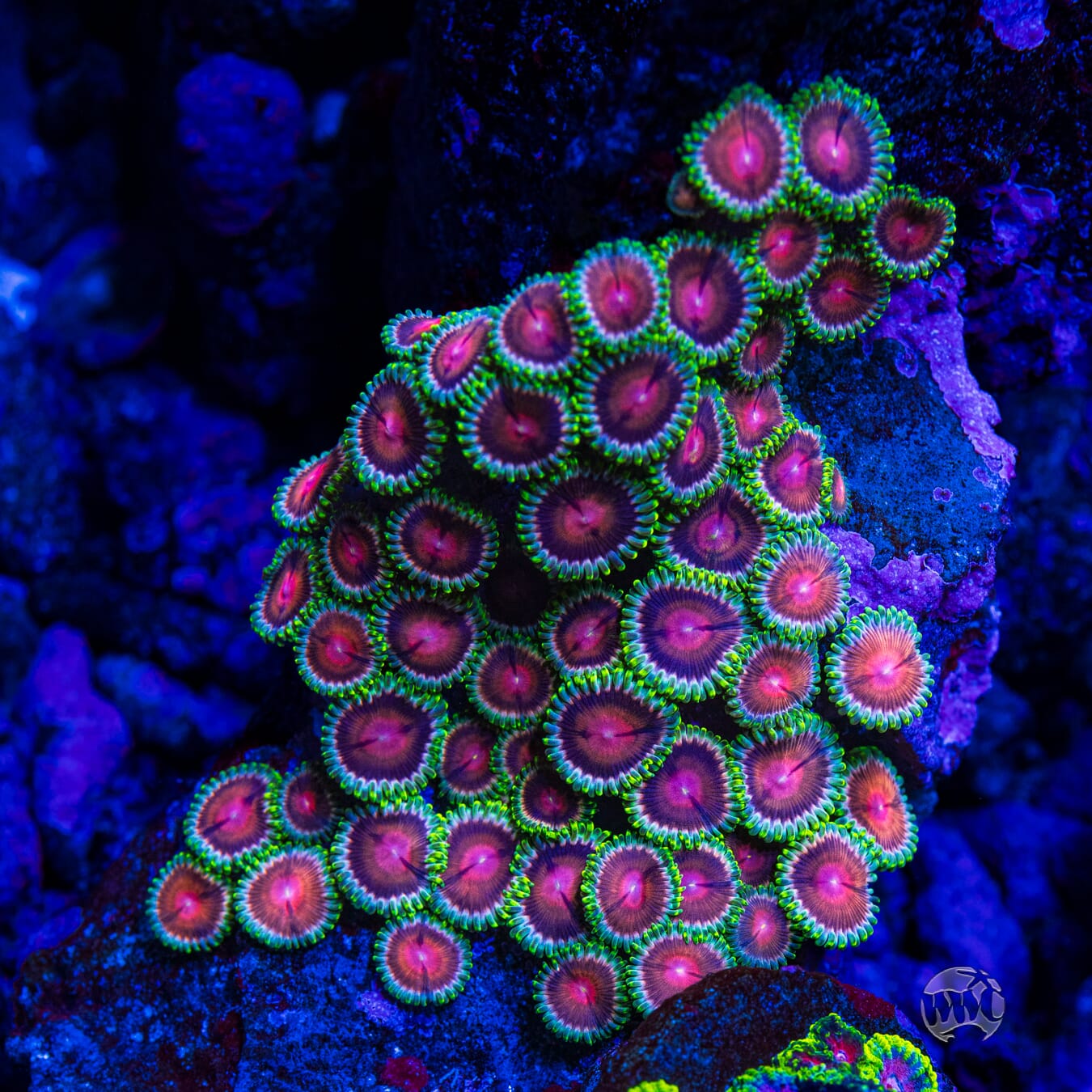 WWC Lucky Kentucky Zoanthids - Mother Colony