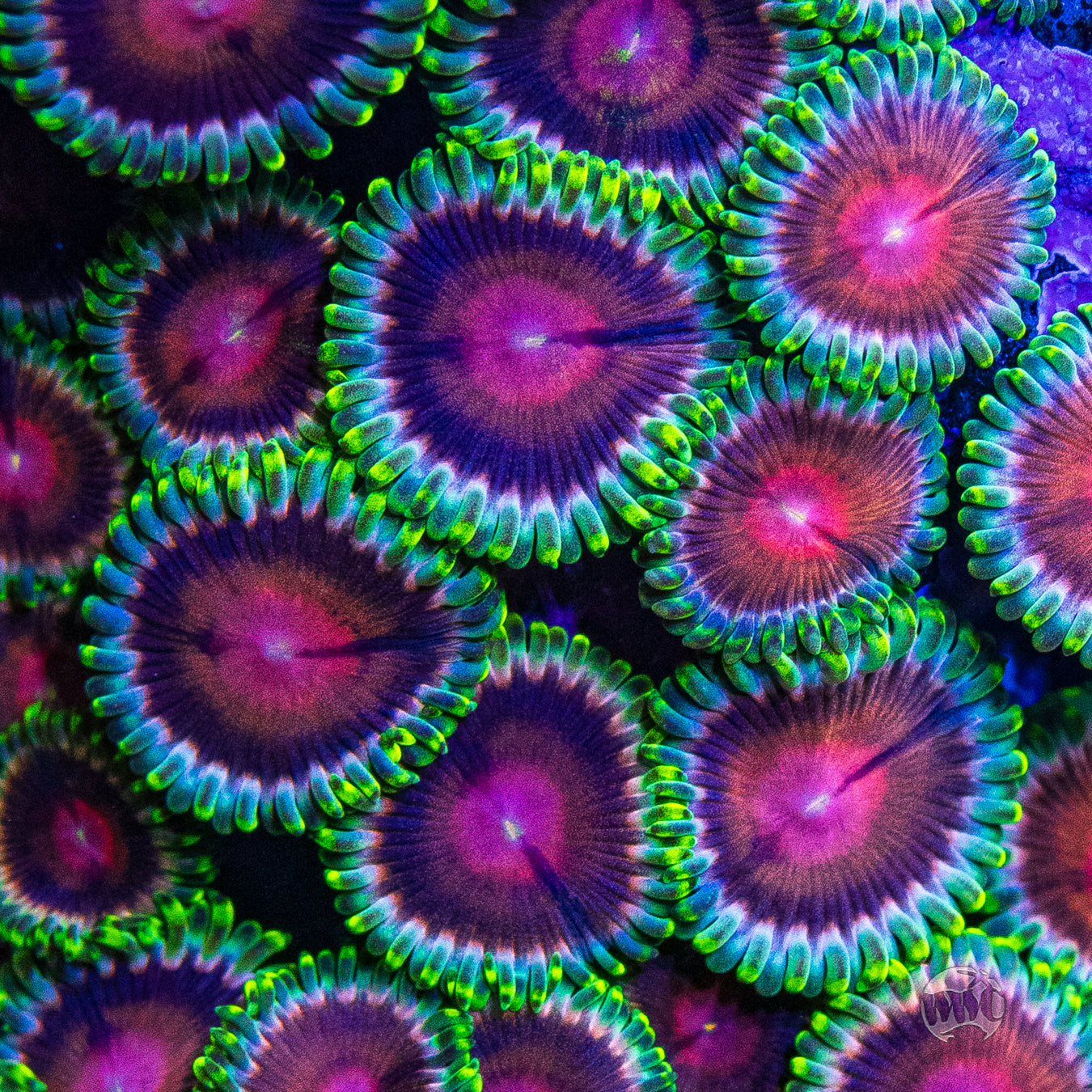 WWC Lucky Kentucky Zoanthids