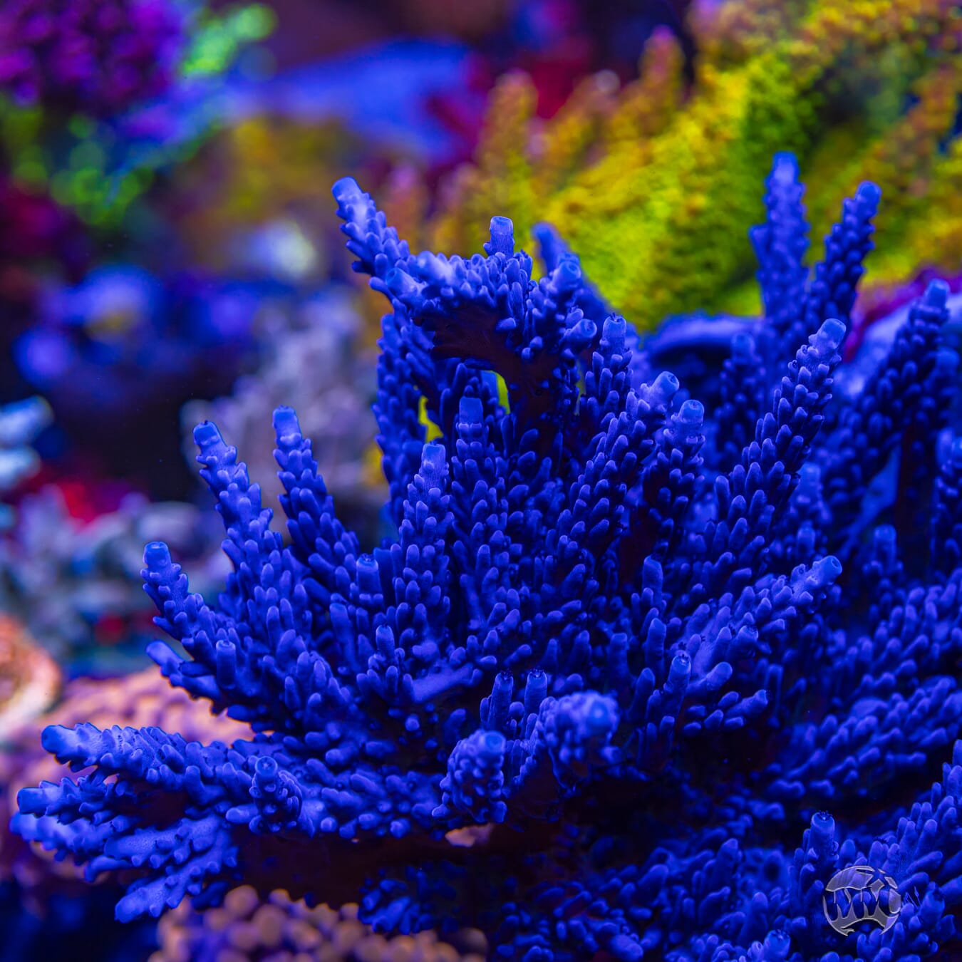 WWC Madman Austera Acropora