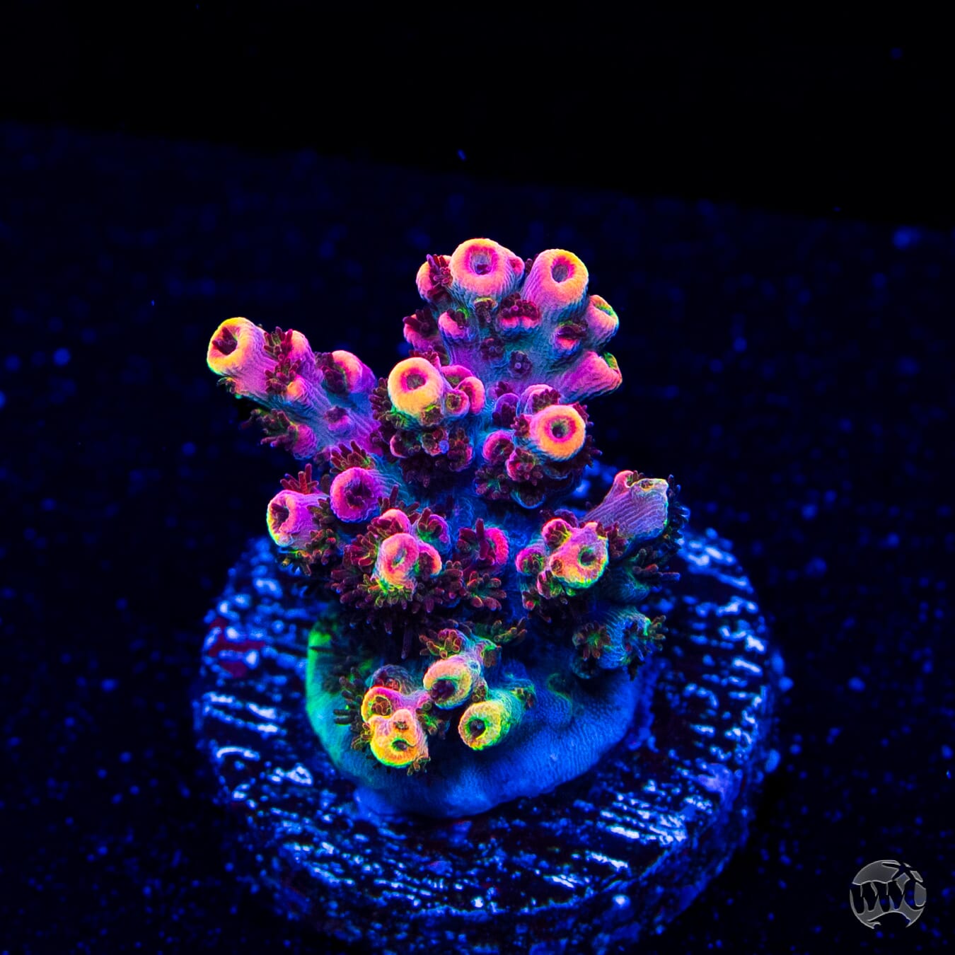 WWC Man of Steel Tabling Acropora