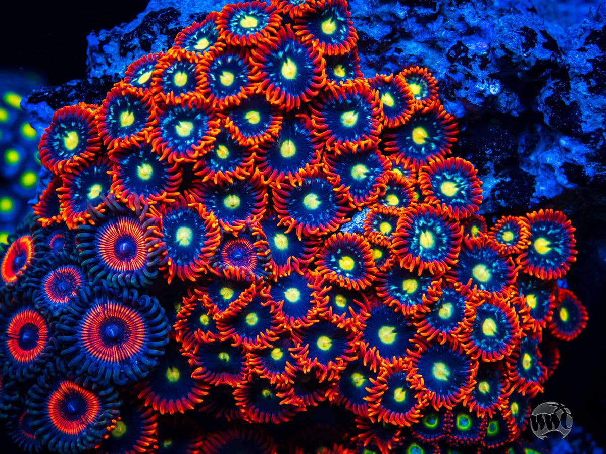 WWC Mandarin Monster Zoanthids - Mother Colony Photo