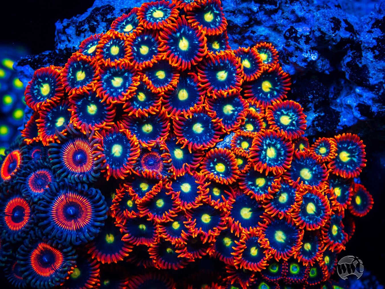 WWC Mandarin Monster Zoanthids - Mother Colony Photo