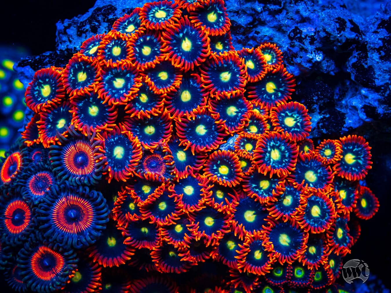 WWC Mandarin Monster Zoanthids - Mother Colony