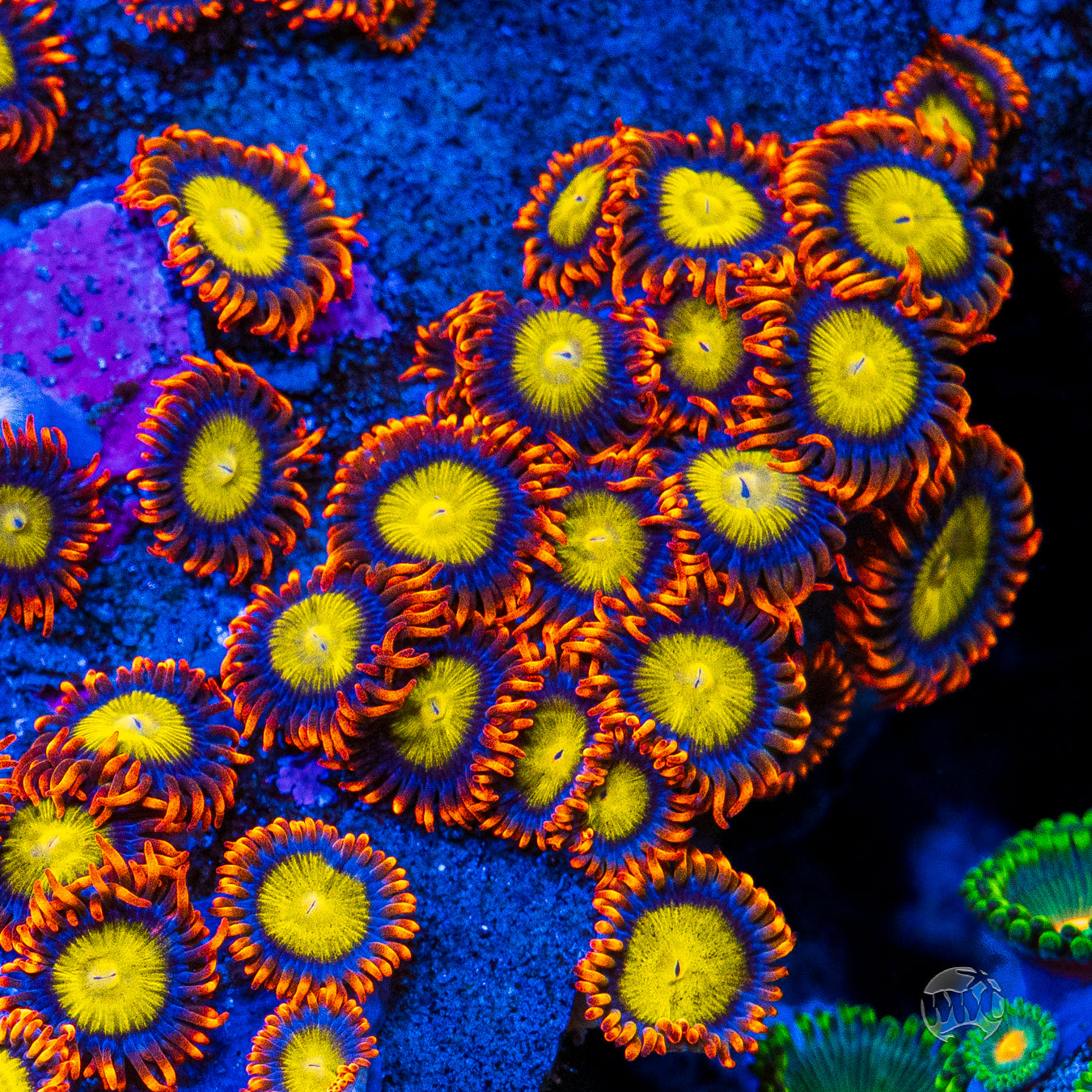 Mandarin Orange Zoanthids