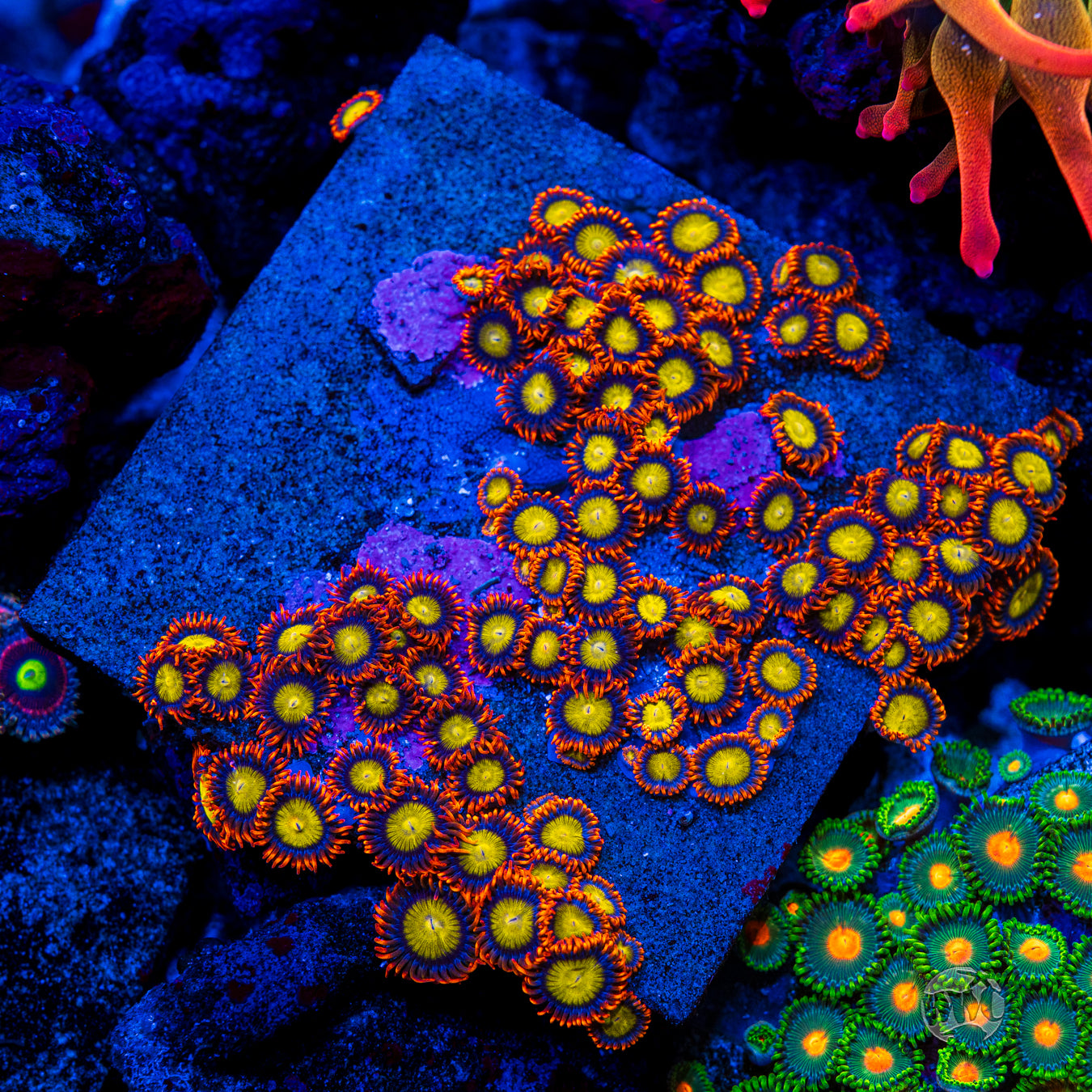 Mandarin Orange Zoanthids