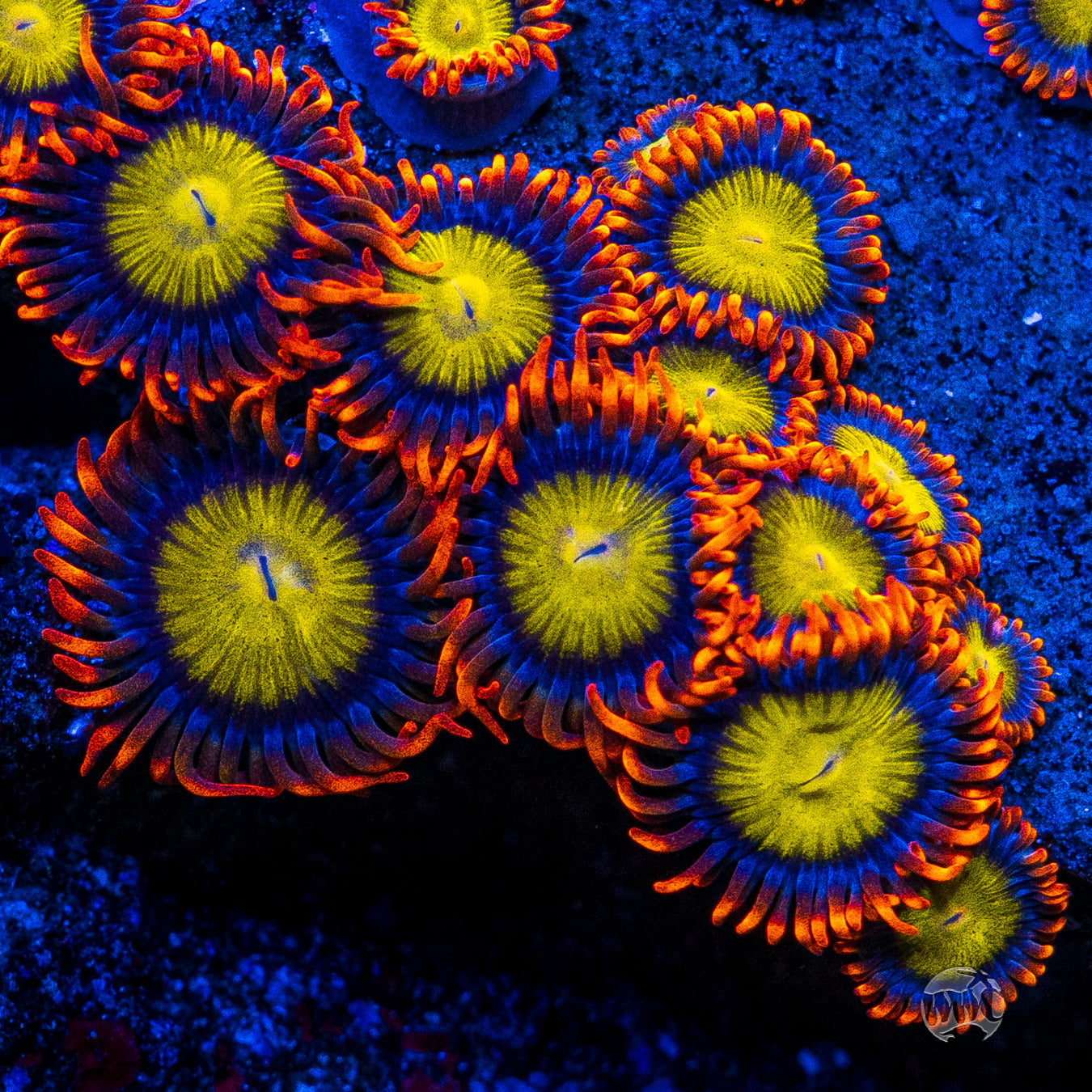 Mandarin Orange Zoanthids