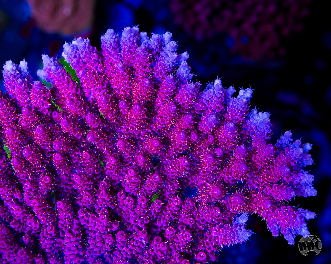 WWC Marmalade Melody Acropora - Mother Colony Photo
