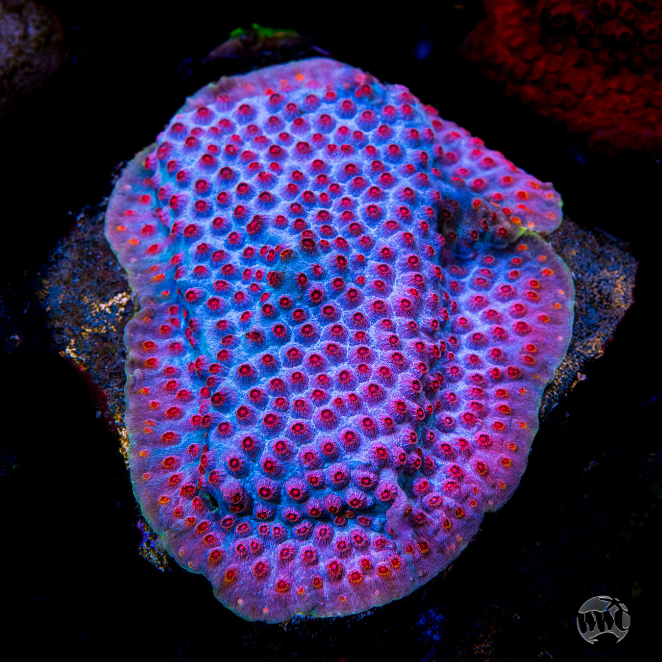 WWC Master Blaster Cyphastrea Coral