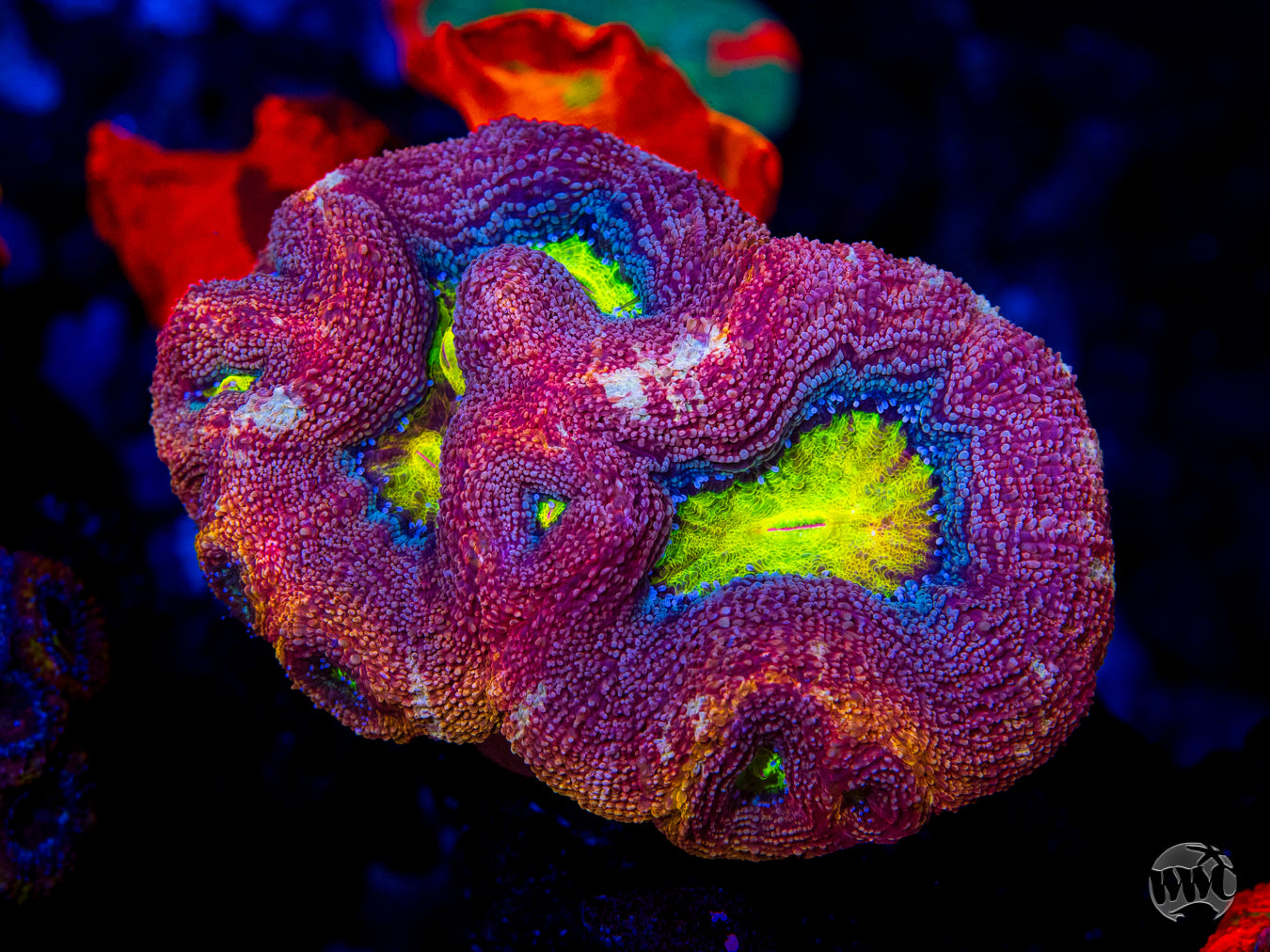 WWC Master of the Elements Bowerbanki