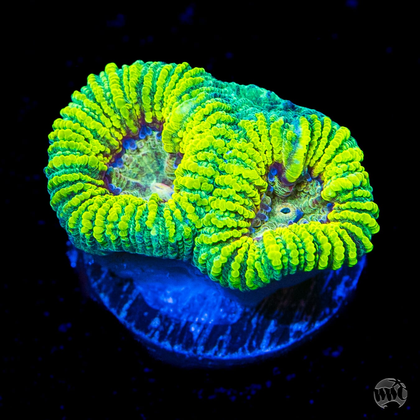 Mayan Rose Favia Coral