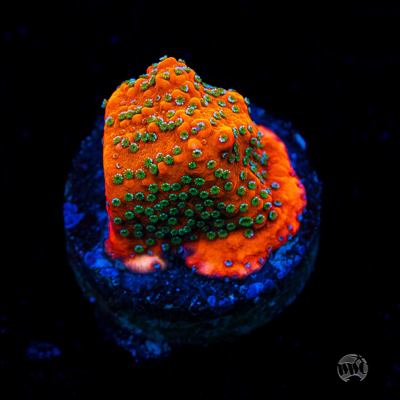 WWC Megachrome Montipora