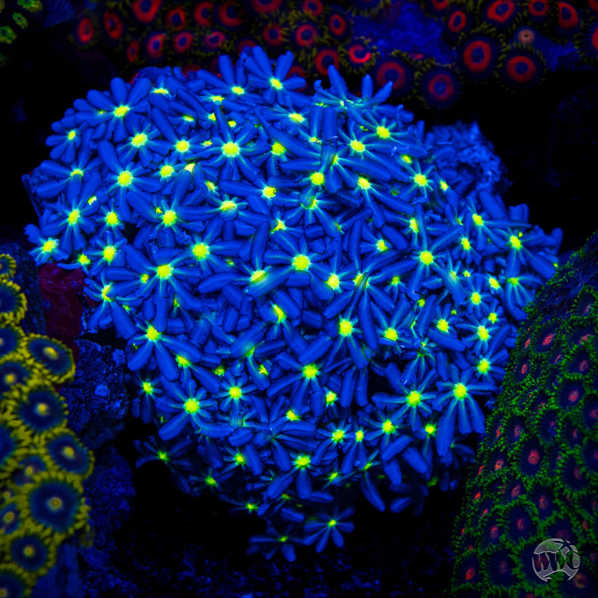 WWC Midnight Daisy Polyps - Mother Colony