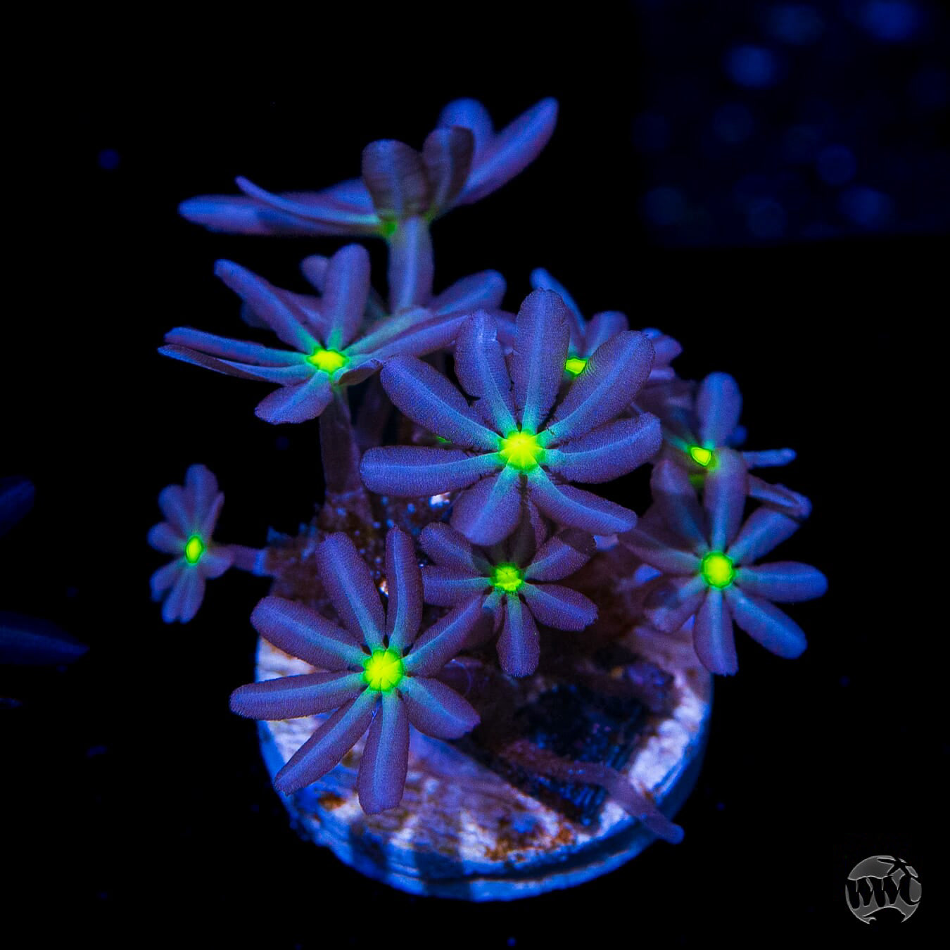 WWC Midnight Daisy Polyps Coral
